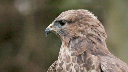 A case of H5N1 avian influenza virus was detected in a buzzard in Co Galway (File image)