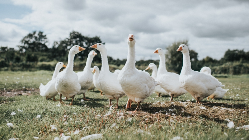 The Food Safety Authority of Ireland discovered what it called an 'unsupervised food business' (stock photo)