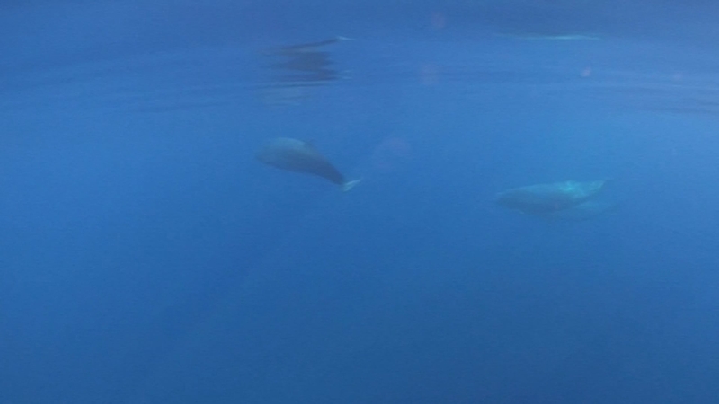 Courtesy of SEA SHEPHERD/CONANP