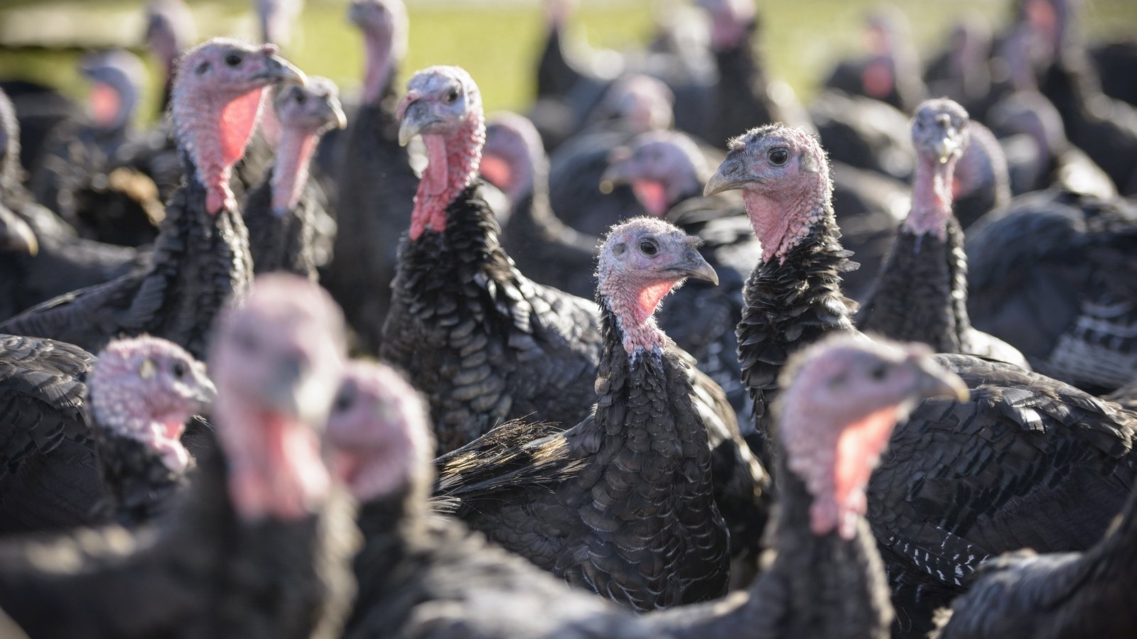 Will there be enough turkeys for Christmas in Ireland this year?