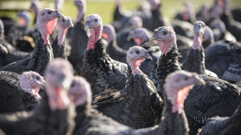 The Department of Agriculture confirmed the bird flu outbreak at a commercial turkey flock in Co Carlow (file image)
