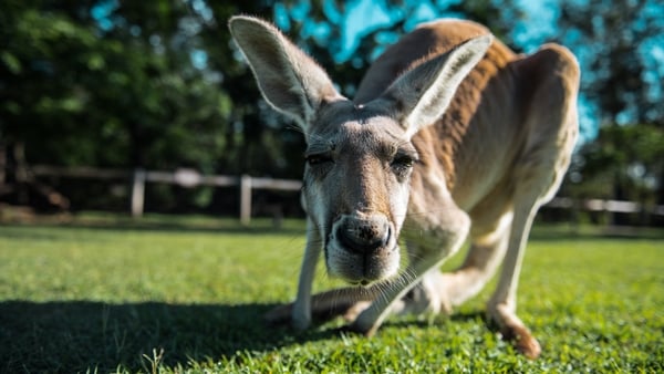 Researchers previously thought only domesticated animals try to ask for help with a problem