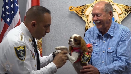 Gunner will serve as a safety and security officer under the Deputy Dogs Pets on Patrol programme (Pic: Lee County Sheriff's Office)