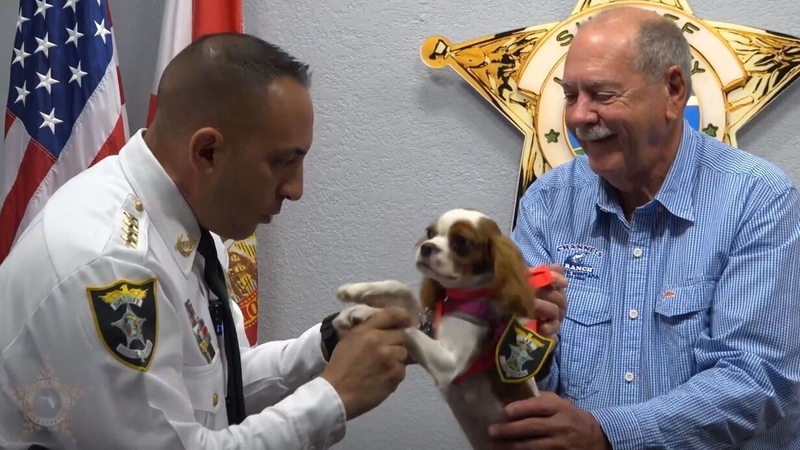 Gunner will serve as a safety and security officer under the Deputy Dogs Pets on Patrol programme (Pic: Lee County Sheriff's Office)