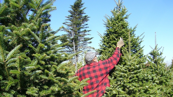 'A dramatic increase in allergy symptoms around the Christmas period has been noted for decades, although most chalk it up to colds or flus (and now we can add Covid to that list).'