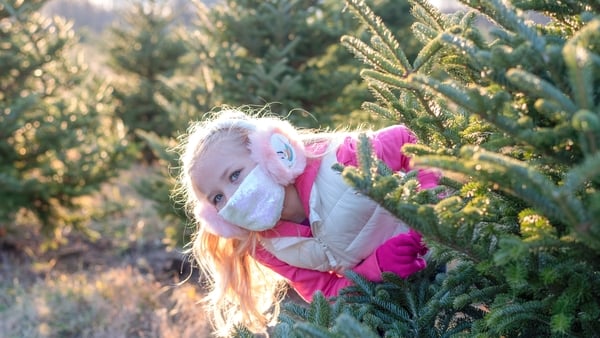 Let's Dive In: Some cool Christmas tree facts