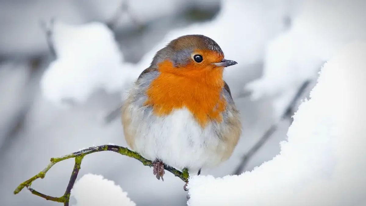 BirdWatch Ireland’s Irish Garden Bird Survey kicks off today