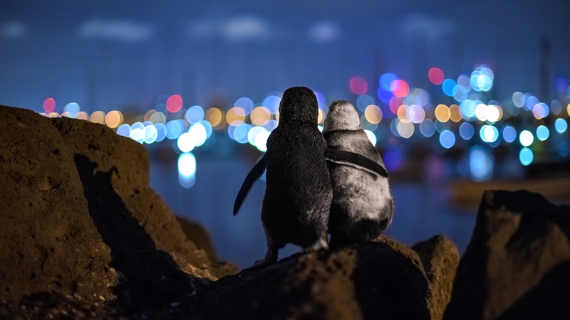 The penguins were pictured on a rock overlooking the Melbourne skyline earlier this year (Pic: Tobias Baumgaertner/Oceanographic Magazine/Ocean Photography Awards)