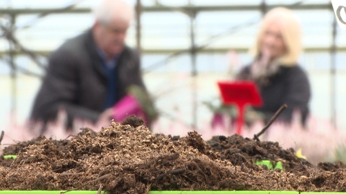 Peat is used in the horticultural sector (file pic)