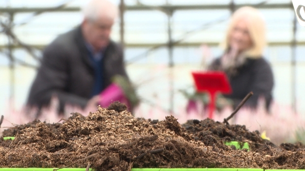 Peat is used in the horticultural sector (file pic)