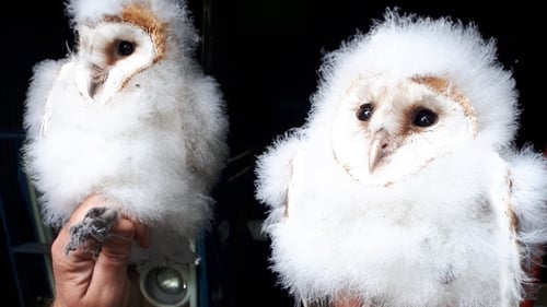 Barn owls are notoriously shy predators (photos: Alan McCarthy from BirdWatch Ireland)
