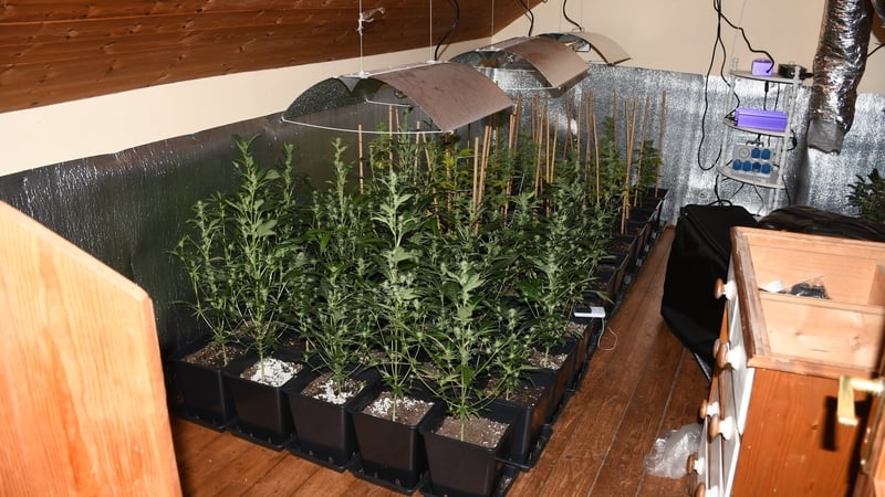 The growing facility was ventilated and insulated to grow cannabis (pic: @gardainfo)