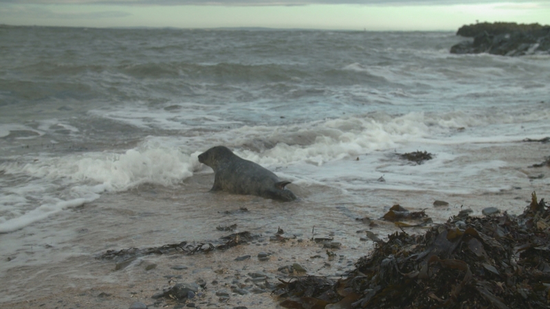 Nollaig went from 9kg to 24kg in three weeks - thanks to volunteers