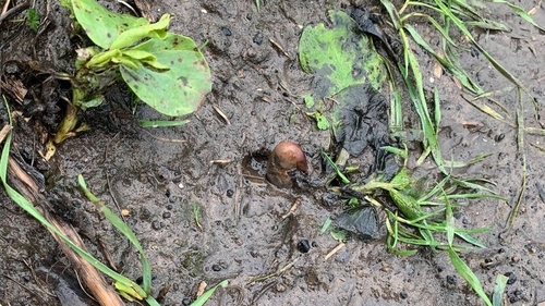 The suspected grisly find turned out to be a potato (Pic: Northumbria Police)
