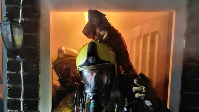 The iguana jumped on the firefighter's helmet