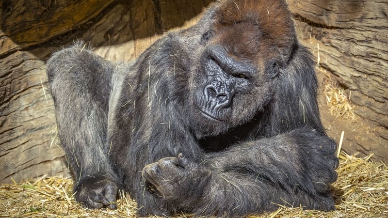 A gorilla relaxing in San Diego Zoo Safari Park where Covid has been detected in the troop