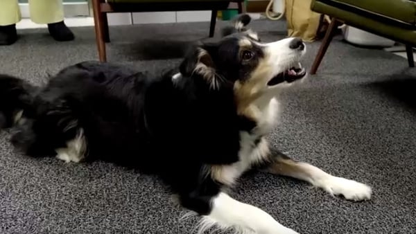 The company began gathering different types of barks to analyse dogs' emotions in 2017
