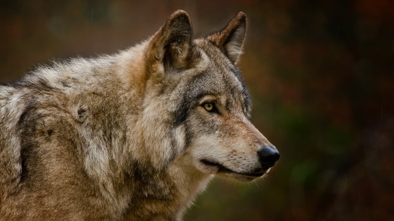 Dire wolves were larger and heavier than the modern grey wolf (pictured)