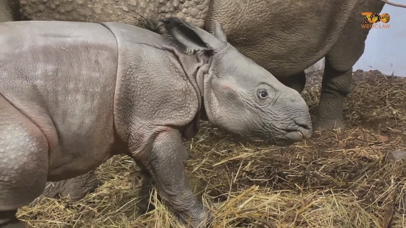 Courtesy of Zoo Wroclaw