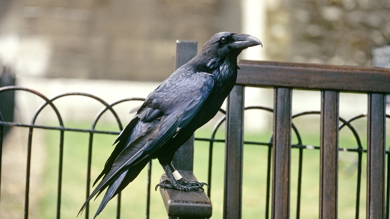 Legend has it that the Tower must maintain six ravens or else the tower and the kingdom will fall