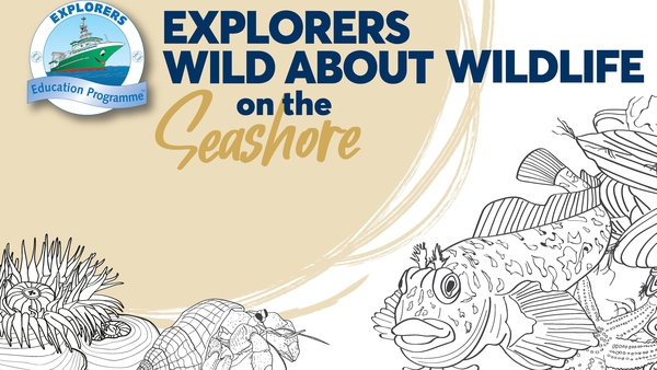 Explorers: Wild about wildlife on the seashore