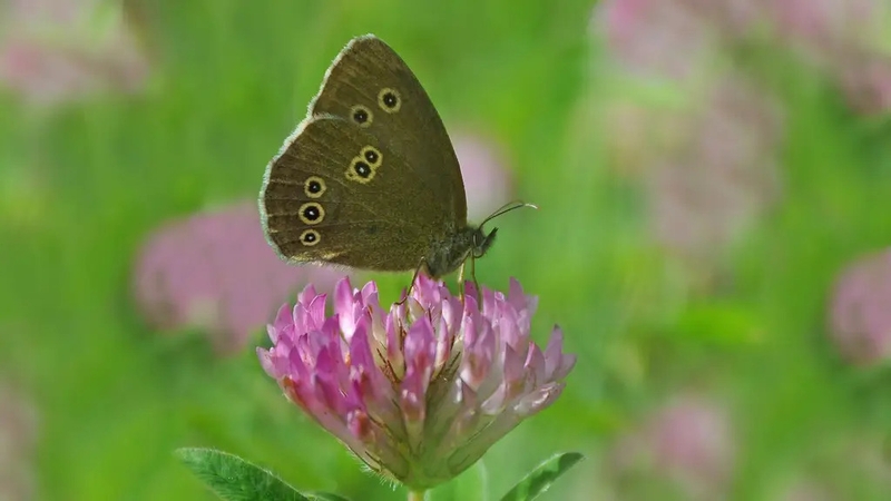 Hannah Stephenson finds out how to rewild your garden.