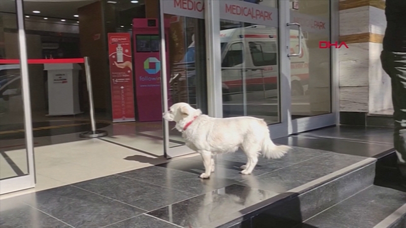 Boncuk waited patiently outside the hospital while her owner was getting treatment in Trabzon, Turkey