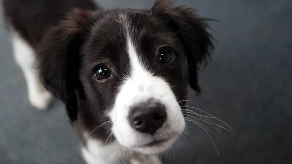 "It's quite possible to teach all dogs to perform tasks, including learning the names of objects"