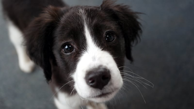 "It's quite possible to teach all dogs to perform tasks, including learning the names of objects"