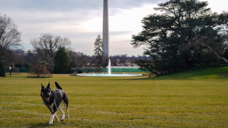 Both dogs are German shepherds (Pics: White House/Adam Schultz)