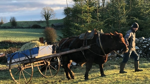 This farmer looks to the past for his future.