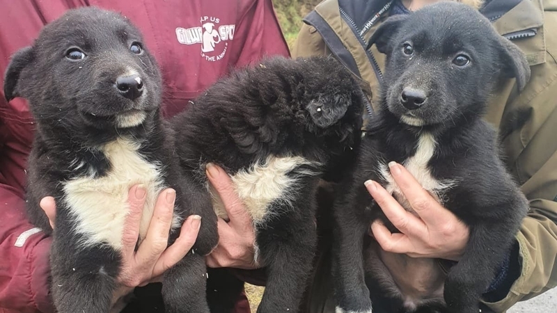Three of the pups that were recovered
