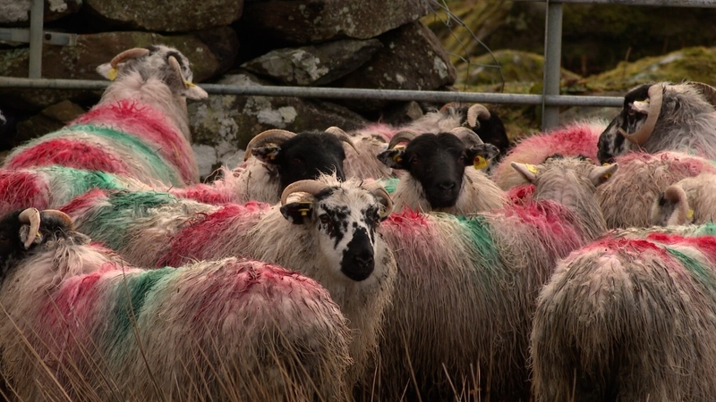 Madraí gan smacht ag déanamh scime d'fheirmeoirí i gCiarraí