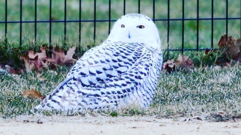 The Snowy owl in Central Park (Pics courtesy of Benj McNabs)