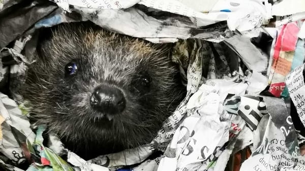 Volunteers say once they open their doors, they expect they will be dealing with foxes, birds of prey, swans and hedgehogs