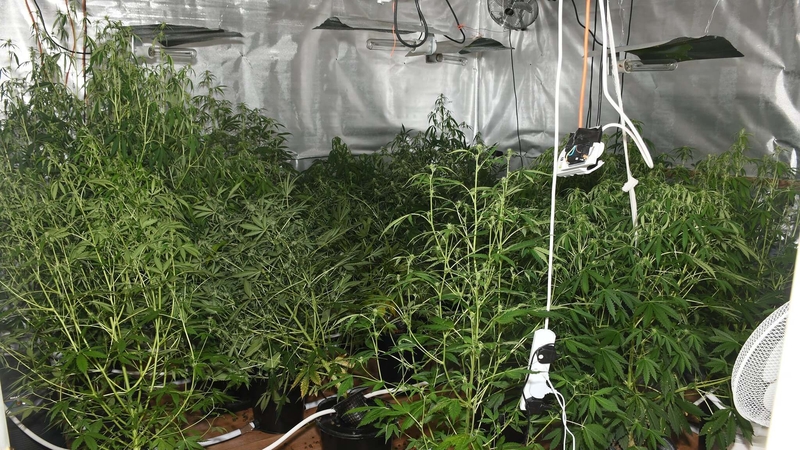 Amphetamine and Cannabis (subject to analysis) was seized