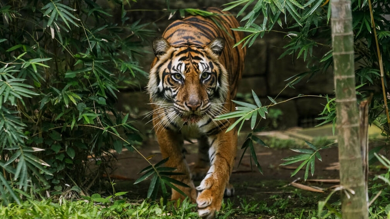 A Sumatran tiger is still on the loose (file pic)