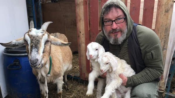 Seán Ó Laoghaire is streaming live videos of his goats every morning