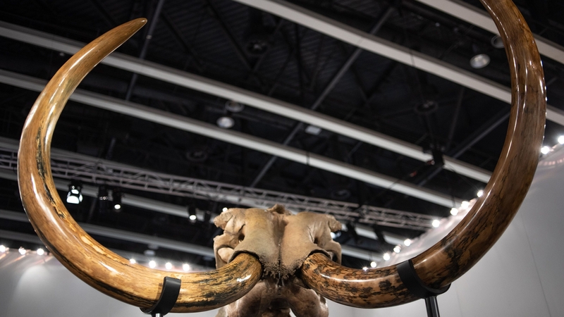 Researchers say that teeth from the mammoths provide important insights into the giant Ice Age mammals (file pic)