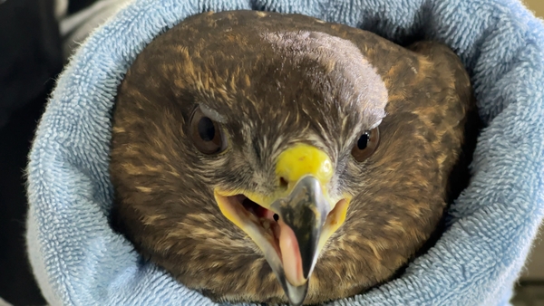 An injured buzzard was one of the first patients to arrive