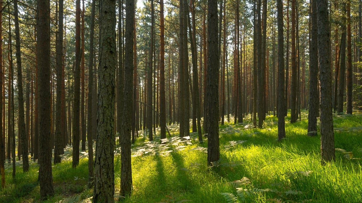 Trees And Woodland Walks