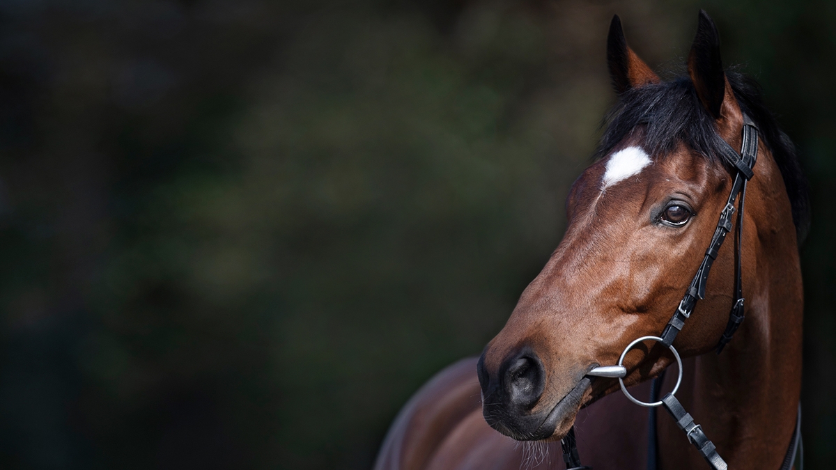 Tiger Roll: The People's Horse Ep1: A Star is Born