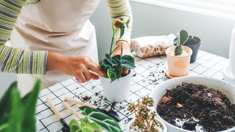 Bringing greenery into your home can have a calming effect, experts tell Liz Connor.