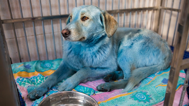 The dogs are being cared for at a veterinary clinic in the city of Nizhny Novgorod