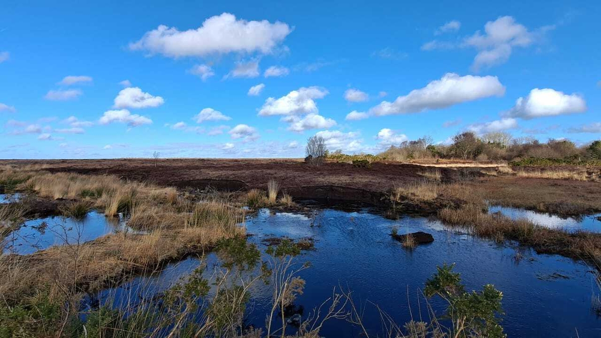 The Beauty of the bog