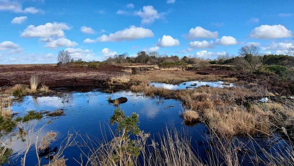 The proposed law seeks to reverse the decline in biodiversity and is due to go to a full vote at the European Parliament next week (File photo)