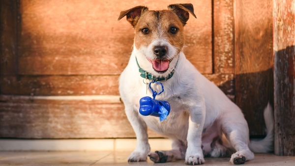 Around half of the country's local authorities failed to issue a single fine for dog fouling last year