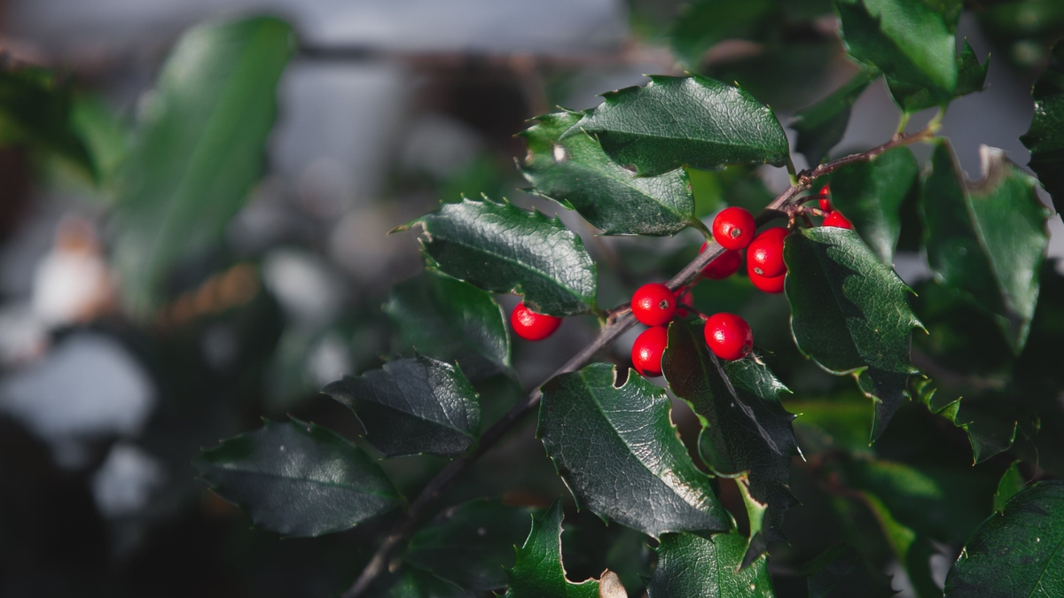 Decorating your house at Christmas for charity