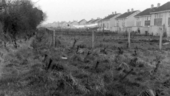 Naas Trees