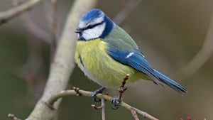 BirdWatch Ireland urges public to take part in Irish Garden Bird Survey show image